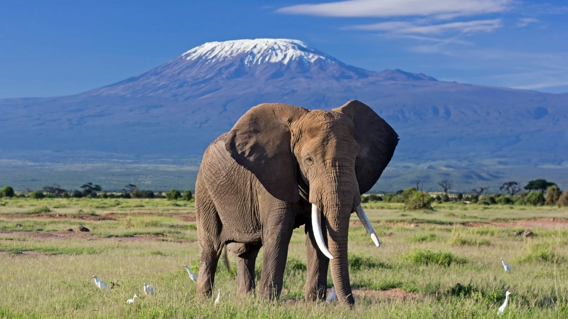 Elephants on an Africa Lion Safari