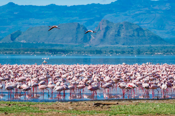Flamingos at Lake Natron