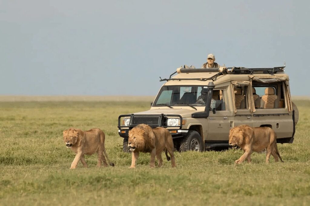 Tarangire National Park Game Drive