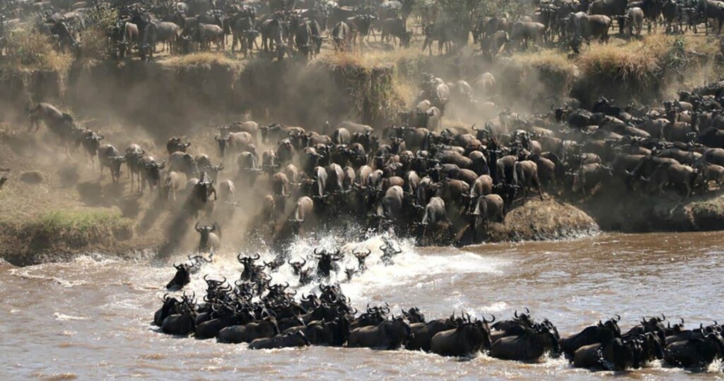 Mara River Crossing - 9 Days Tanzania Migration Safari & Lake Natron