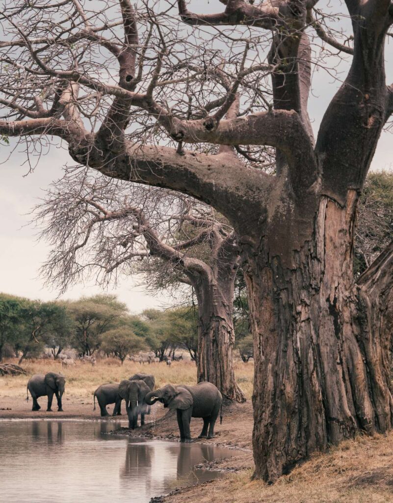 baobab Trees and Elephants