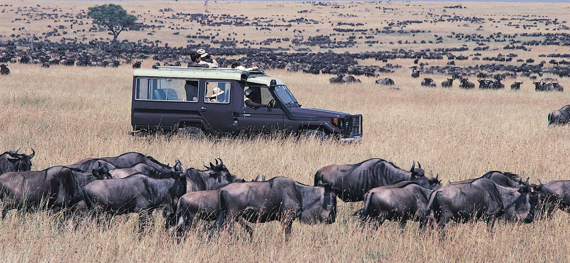 Masai Mara Migration Safari - 11 Days Kenya Wildlife safari