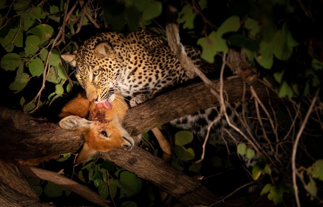 Night Game Drive in Tarangire National Park