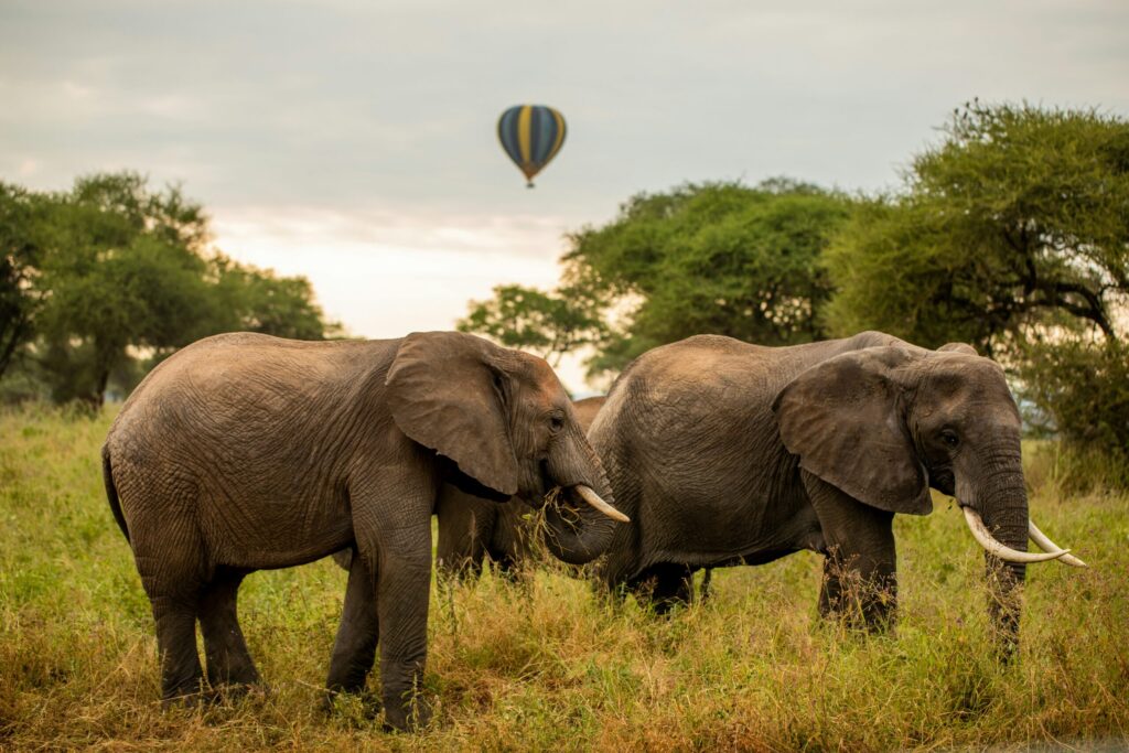 Tarangire National Park balloon safari