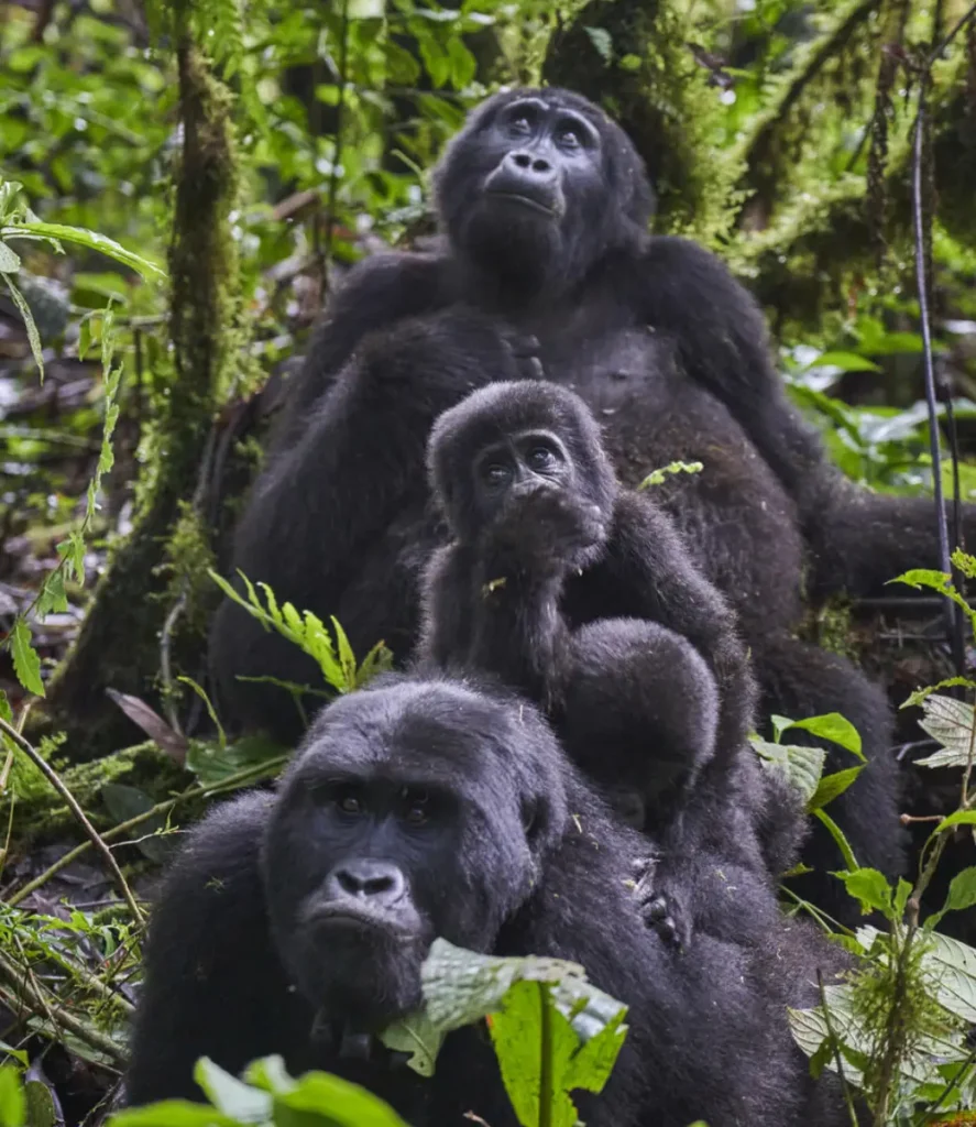 East Africa Safaris - Gorilla Trekking Bwindi