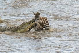 Dramatic Grumeti River crossing in Serengeti National Park Tanzania