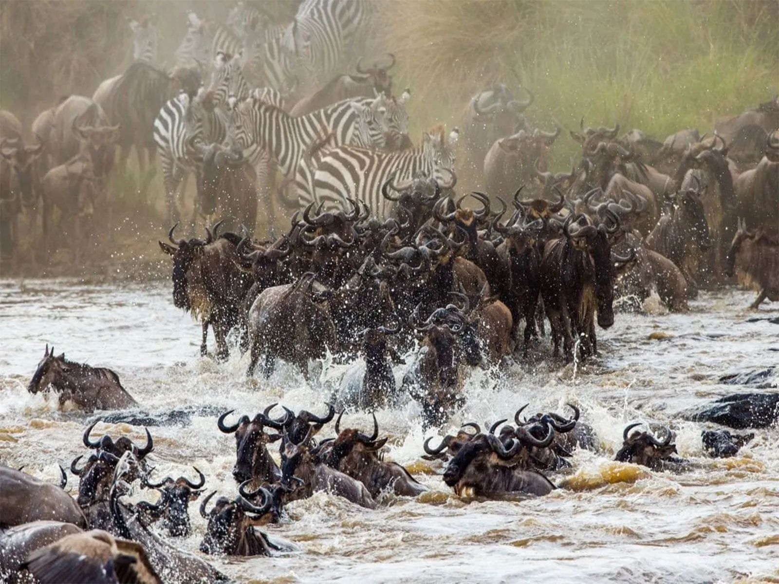 Wildebeest crossing the Grumeti River during the Great Migration in Serengeti National Park Tanzania