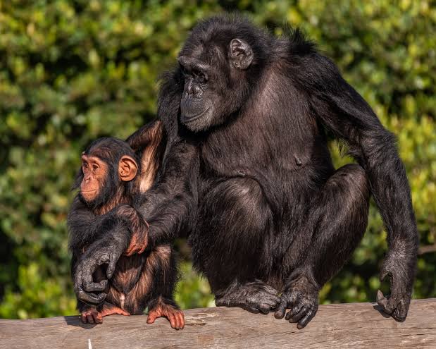 Chimpanzees at Sweetwaters Sanctuary seen on a 3-Day Ol Pejeta Conservancy Safari
