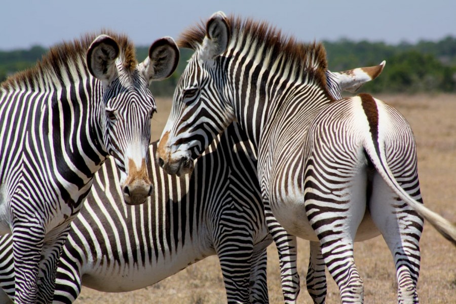 Zebras in Ol Pejeta Conservancy Kenya