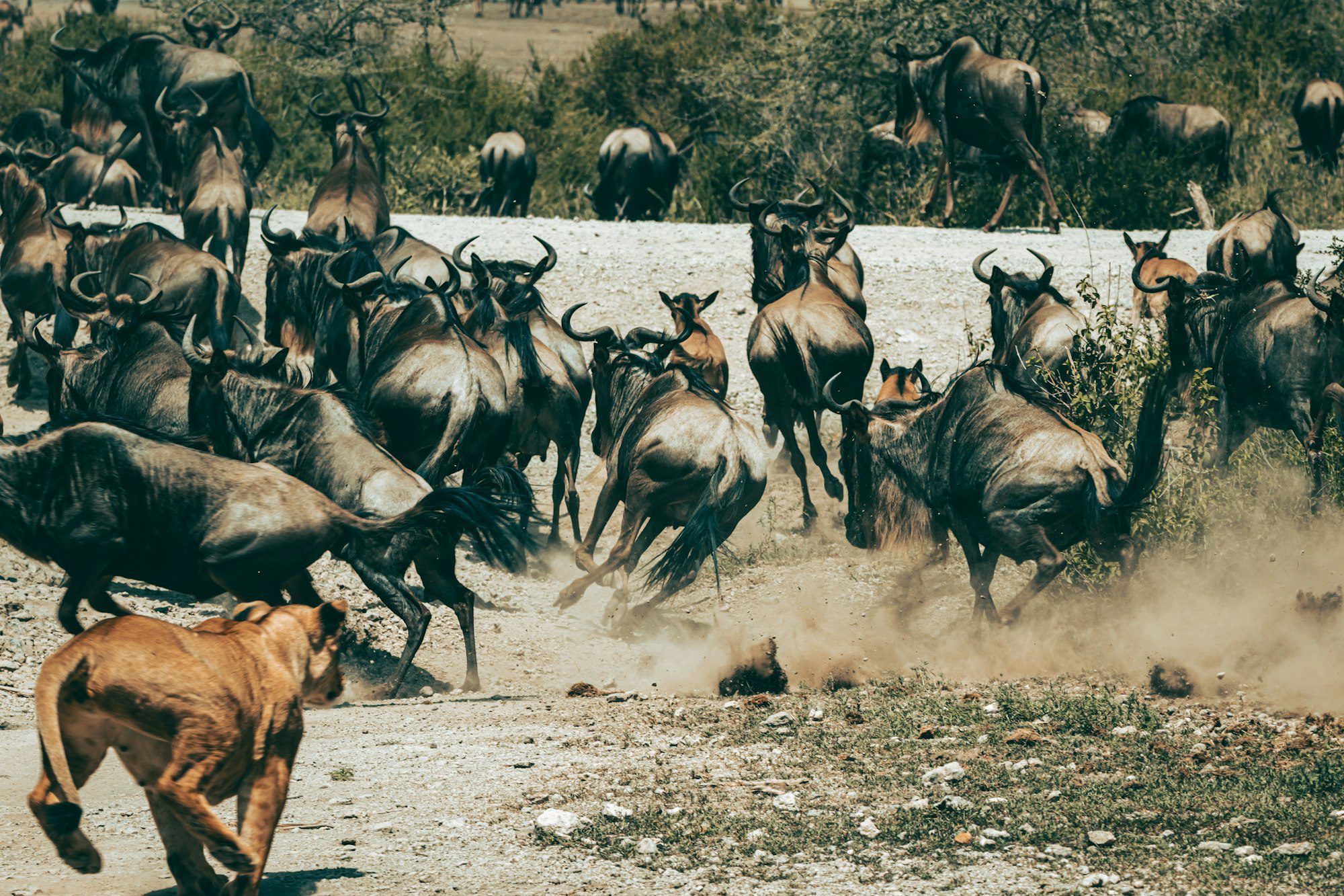 Lioness stalking wildebeests during an early morning game drive in Tanzania