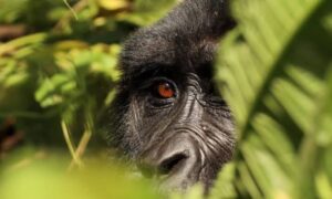 Mountain gorilla silverback feeding in dense foliage of Bwindi Impenetrable National Park Uganda - Uganda Vs Rwanda gorilla trekking: which is better?