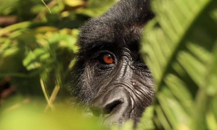 Gorilla Safaris in Rwanda - Aston Villa and Visit Rwanda Partnership