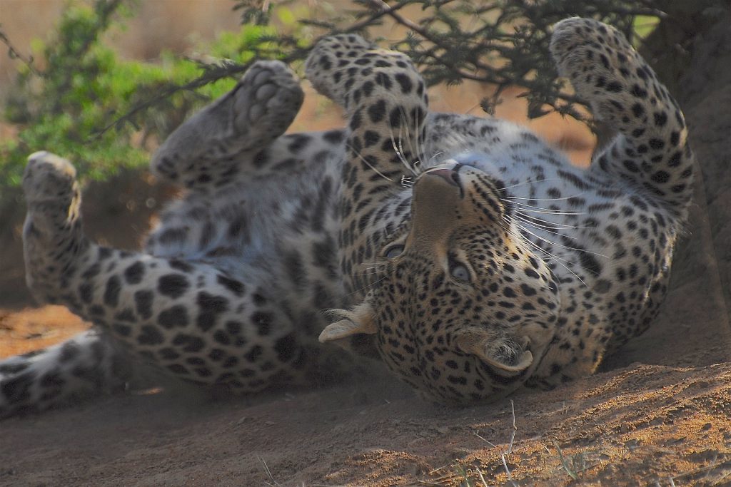 Leopard blending into the woodland habitat of Tarangire National Park