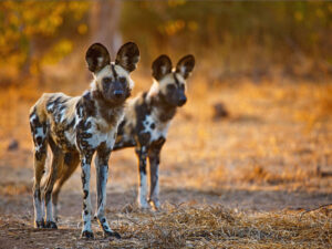 Predators of Tarangire National Park on a wildlife safari in Tanzania
