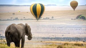 Elephant with balloon safari overhead, over the golden savannah grasslands in the dry season, the best time to visit East Africa for safari