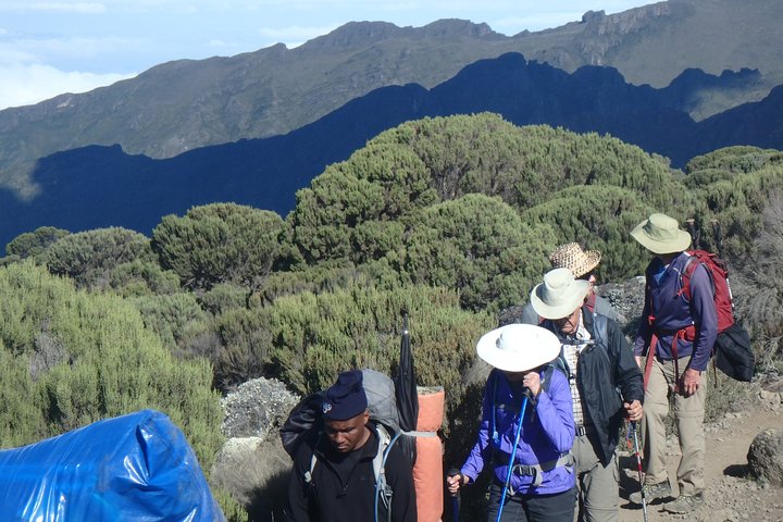 Walking through Mount Kilimanjaro during a 7 Days Kilimanjaro Hike and Serengeti Migration Safari
