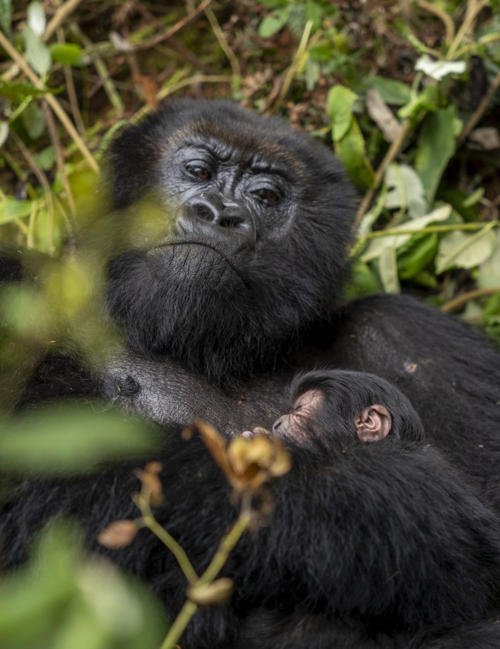 Ikaze's Infant born in Musilikale's group in Volcanoes National Park
