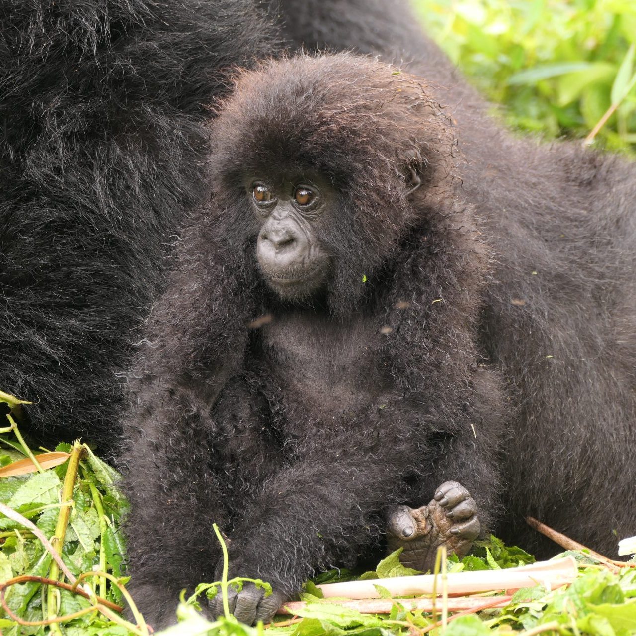 Kwita Izina Gorilla Naming Ceremony infant born to Isangano.