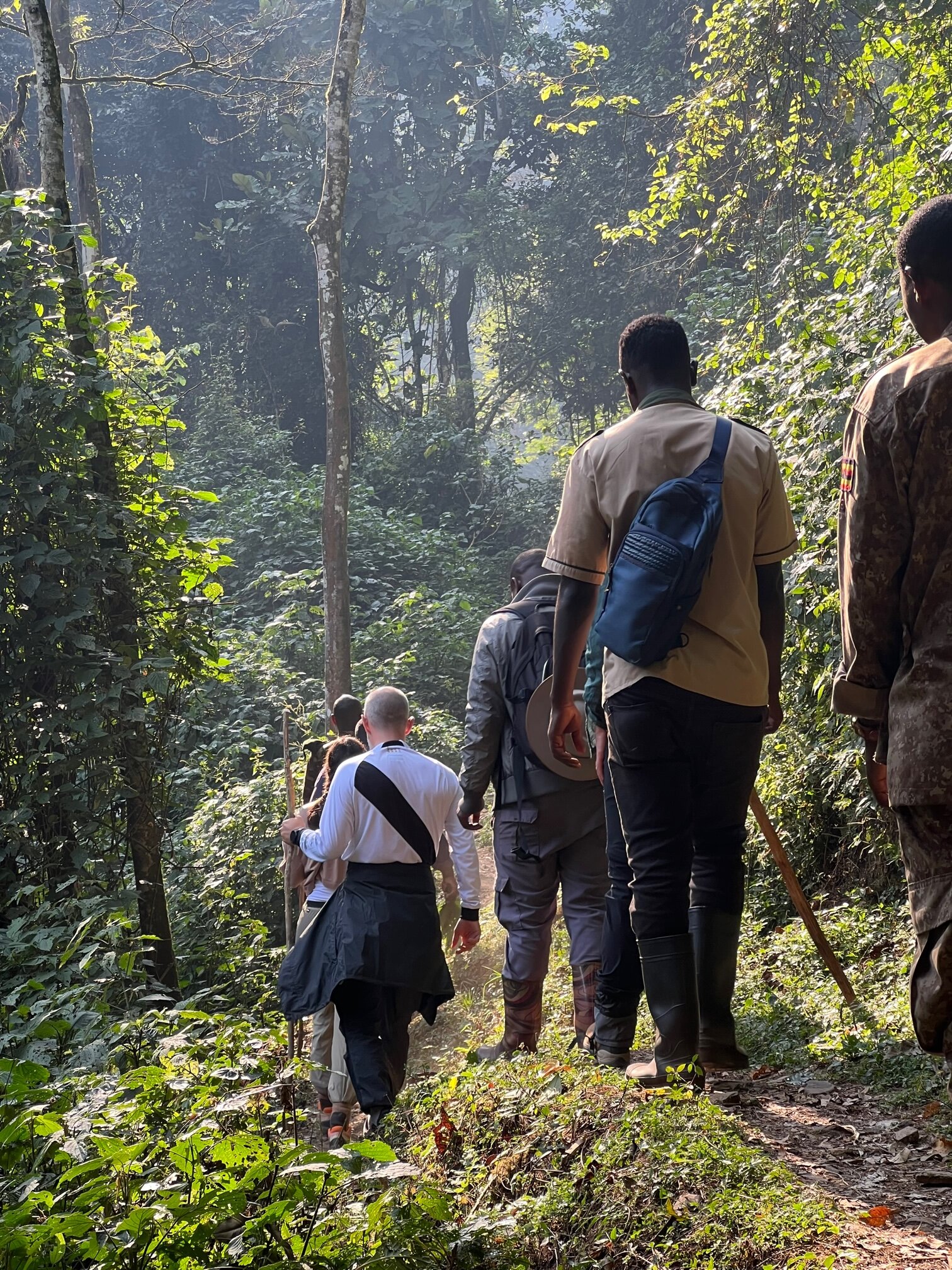 Trekking group walking through the dense Bwindi Impenetrable National Park on a gorilla trek
