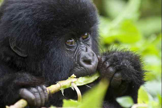 Uganda Vs Rwanda Gorilla Trekking: Which is Better? - Baby gorilla eating.