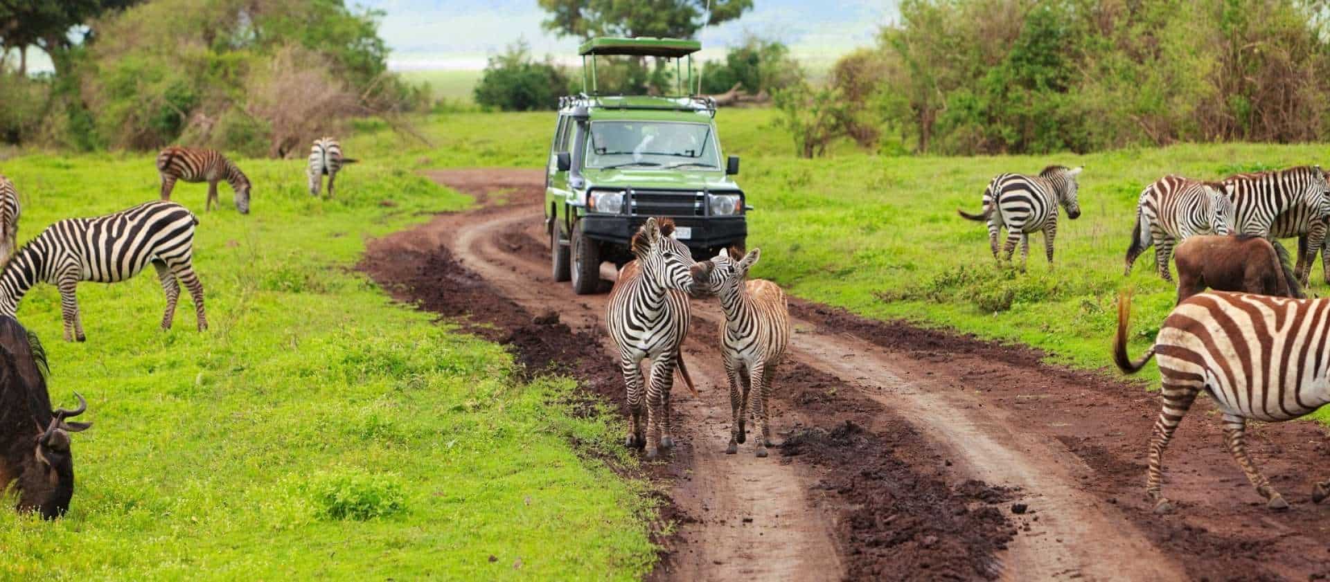 Game Drive in Ngorongoro Crater in The Green Season - Best Time to Visit East Africa for Safari