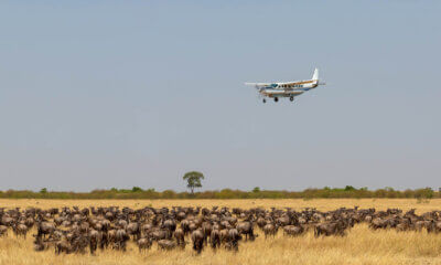 Flying Over The Serengeti wildebeest