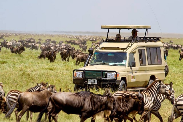 Safari land cruiser surrounded by migrating herds of wildebeests and zebras