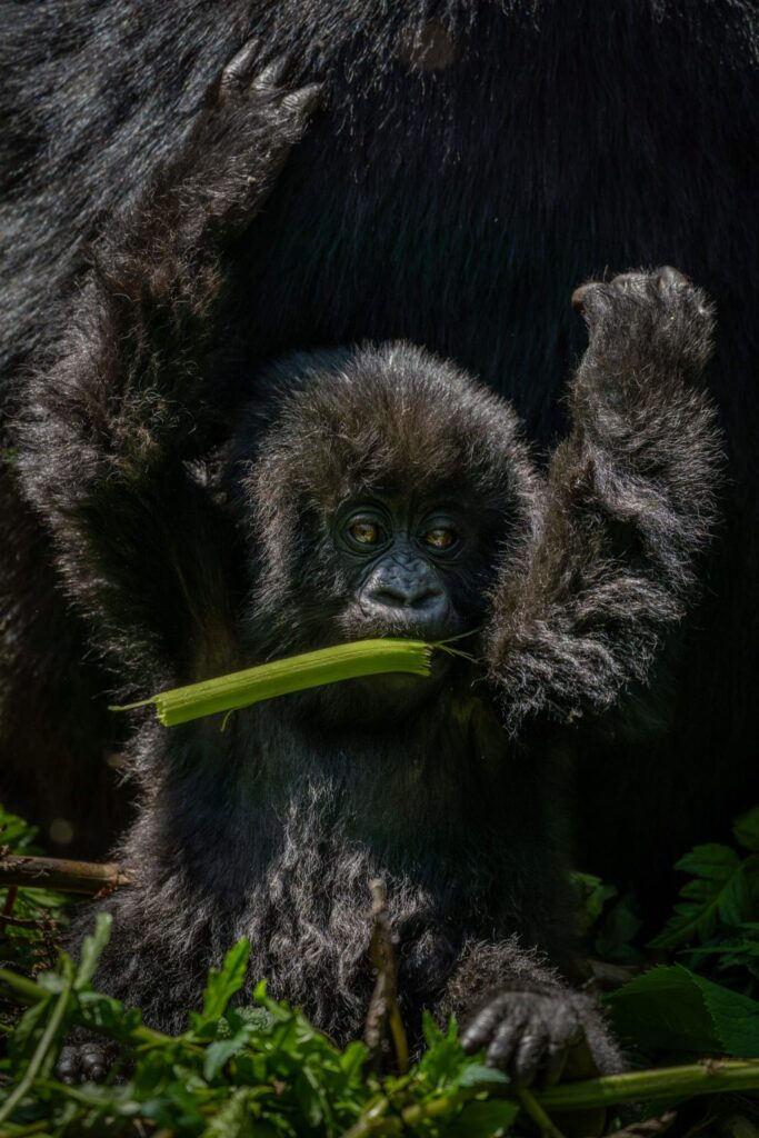 Kwita Izina Gorilla Naming Ceremony