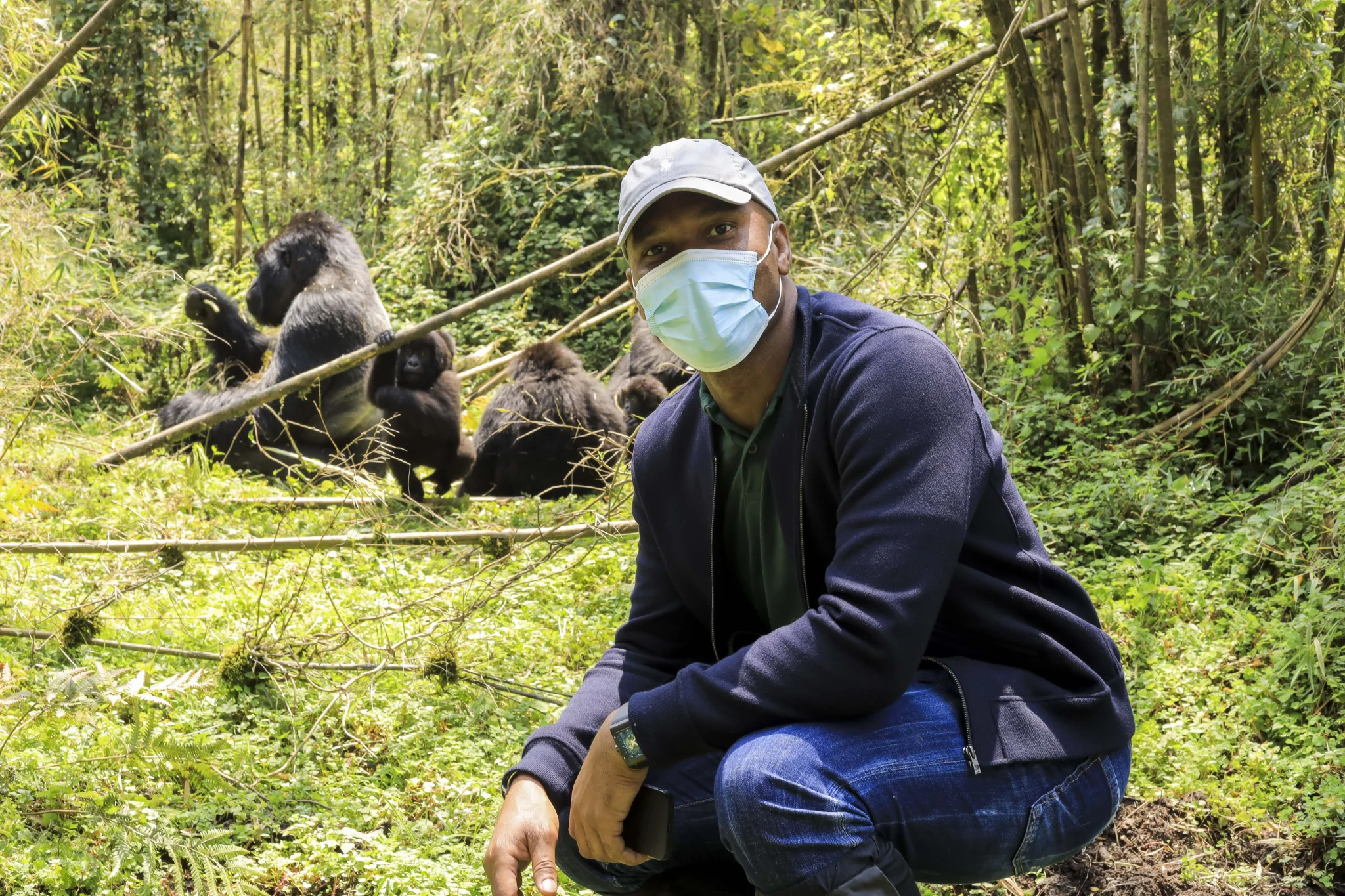 Close encounter with mountain gorillas in bamboo forest of Volcanoes National Park