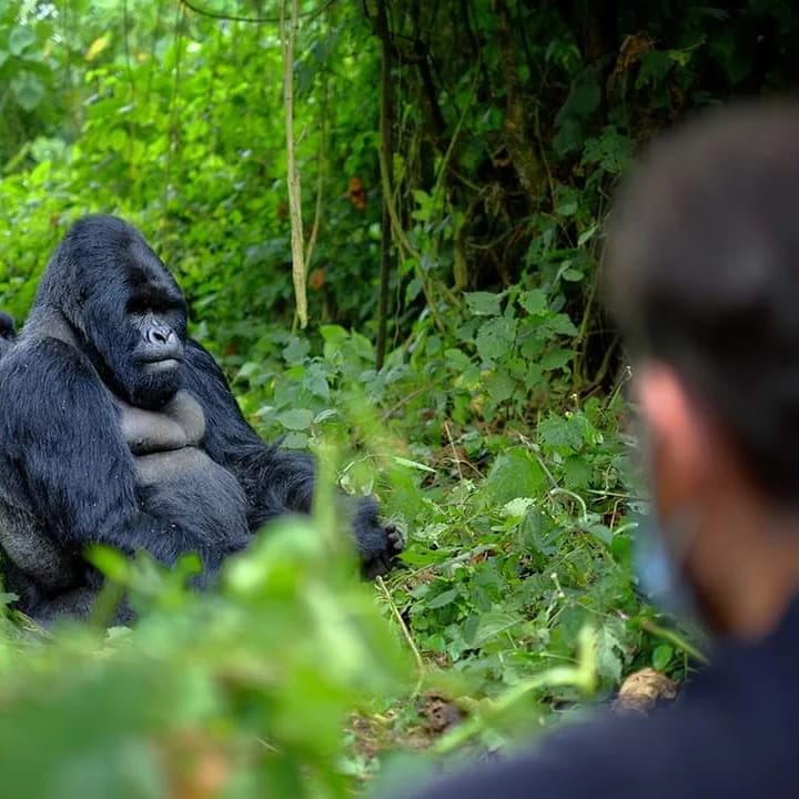 Silverback mountain gorilla resting in Bwindi Impenetrable Forest Uganda