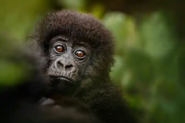 Gorilla habituation and trekking safari in Bwindi